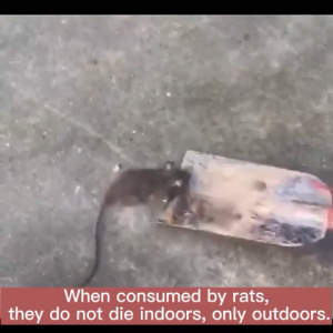 ⬆︎Upgraded Powerful Formula， rat killer， mouse killer， 50g/100g， mouse repellent， rat bait， mouse bait， deratization cream， pest control rodent， rodent control， rat repellent， Suitable for all scenarios
