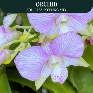 Premium Orchid Soilless Potting Mix | READY TO USE POTTING MIX