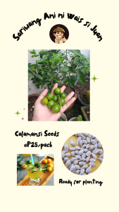 BUY1 TAKE1 Pakchoi Seeds 25seeds/PACK. HIGH QUALITY HIGH GERMINATION RATE. WITH PLANTING INSTRUCTIONS.
