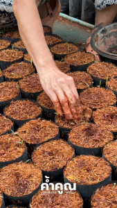 ค้ำคูณ ออแกนิค ฟาร์ม - ต้นกล้า ทองหลางน้ำ ก้านแดงมีหนามคัดพิเศษ