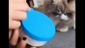 FOLOPETS ฝาปิดกระป๋องอาหารสัตว์เลี้ยง ฝาซิลิโคน รักษาความอร่อย และความสด ซิลิโคนปิดอาหาร ฝาซิลิโคนถนอมอาหาร สำหรับปิดกระป๋องอาหาร