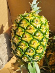 giống DỨA VÀNG MD2 lá không gai nhiều mật [combo 5 cây]