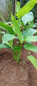 Bibit ubi garut /bibit pohon terigu 5pcs Siap tanam