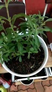 Tempat Taruh Pot Tanaman Kuat Tingkat Rak Tanaman Kuat Rak Besi Kayu Rak Pot Bunga Rak Bunga Kayu