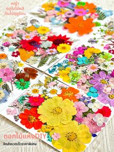 DIY Real Pressed Flower Specimen