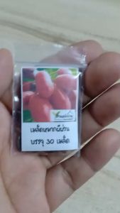 30 เมล็ด หมากผีผ่วน เมล็ดหมากผีผ่วน หมากผีผวน เมล็ดหมากผีผวน หมากผีพวนน้อย เมล็ดหมากผีพวนน้อย นมควาย เมล็ดนมควาย