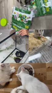 หนอน BSF สเตอไรส์ฆ่าเชื้อ100% ไม่ต้องถ่ายพยาธิ ดีกว่า หนอนแช่แข็ง ไม่ต้องแช่เย็น ฉีกซองให้เลย สะดวกพกพาขนาด 50 กรัม