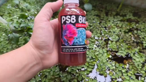 VI SINH PSB BIO+ .Làm trong nước bể cá  khử mùi tanh- Tốt cho cá cảnh