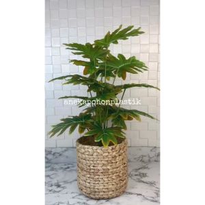 Pohon Hias Tanaman Daun Monstera Jari Philo Orange X18 Semilatex Cover Eceng Gondok Pajangan Dekorasi Studio Aesthetic