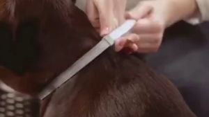 Pet Flea Collar 8 Months Lasting Protection - Retractable Pet Dog Collar For Pet Cat Detick Anti Parasitic