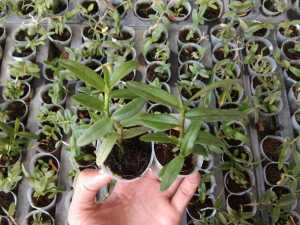 TANAMAN HIAS SEEDLING BIBIT ANGGREK BULAN TAIWAN DENDRO KERITING BULAT CATTLEYA 400 ID