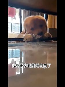 TỜ BÁO VẢI ĐỒ CHƠI CHO CHÓ GẶM MÀI RĂNG CÓ TIẾNG KÊU GIÚP CHÓ CHƠI TRÁNH CẮN PHÁ ĐỒ ĐẠC