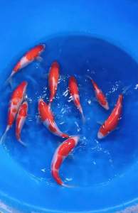 🇯🇵 Japan Sakai Farm Kohaku Koi Fish 18-20cm | Japanese Bloodline Nishikigoi | Ornamental Koi - RM688 per koi