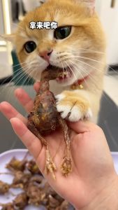 Premium Freeze-Dried Chicks For Pets Cat Dog Gemuk Booster Protein