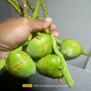Tembeluk Beluluk Muda Segar Bugar ( 10 Pcs) Buah Kelapa Kecil Asli Dipetik Ketika pesanan Tiba