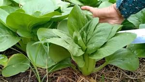 SULIT PACK! CHINESE PECHAY/PAKCHOI SEEDS (230 pcs seeds) (Green Stem)