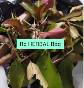 Daun benalu pohon jeruk herbal pres 300grm