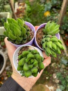 READY STOCK 🌸Haworthia coarctata greenii绿鹫SUCCULENTS PLANTS