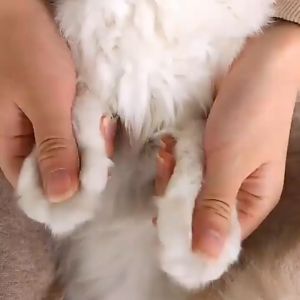 Bộ kìm cắt móng kèm dũa cho Chó Mèo (mẫu mới) - Hara Pet Store