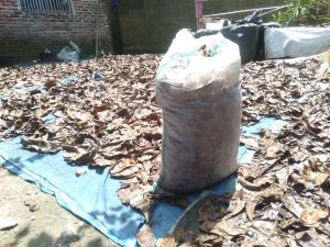 Daun ketapang laut olah 1 karung bonus 200gr Full ukuran 25 kiloan