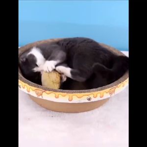 Cat Scratcher Corrugated Scratching Board Pad Catnip Cat Scratches 猫抓板 Papan Calar Kucing Cat Scratching Scratcher Cat Bed Claw Scratching Board