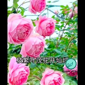 TANAH ORGANIC SOIL TANAH HITAM ORGANIK TANAMAN POKOK BUNGA SAYUR KEBUN GARDENING VEGETABLE 有机泥土
