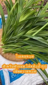 เตยหอม ใบเตย ต้น เตยในสวน 1กิโลกรัม ขนาด ทั้งต้น ใบเตยสด ราคาเติบโต