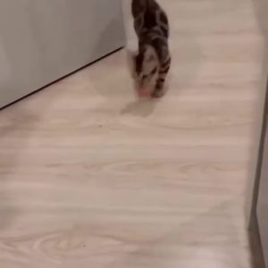 Cat Toys Pet Toys Dog Toys Sisal Rope Weave Ball Teaser Play Chewing Rattle Scratch Toy