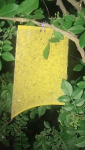 แผ่นกาวดักแมลง กาวเหนียว 2 ด้าน กาวดักแมลงวันทอง สีเหลือง