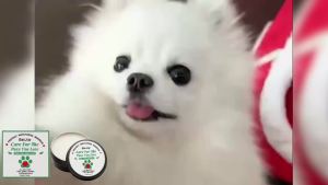 Pet Paw & Nose Balm Moisturizing Repair Dry Cracked Skin Relieve Discomfort Soothing Skin All‑weather Paw Nose Nourishing Cream