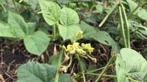 MONGGO SEEDS/MUNGBEANS (170pcs seeds) HIGH YIELD/EASY TO GROW - FOR PLANTING ONLY