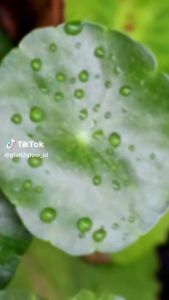 Glad2Glow Centella Salicylic Acid Acne Gel Cleanser Facial Wash - Face Wash Jerawat Komedo Sabun Cuci Muka