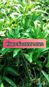 ต้นมะม่วงมหาชนก ขนาด 65 - 100 ซม. รสชาติหวาน หอม เนื้อแน่น เปลือกหนา เมล็ดลีบบาง ผลสุกผิวสีเหลืองทองจนถึงสีแดงทั้งผล