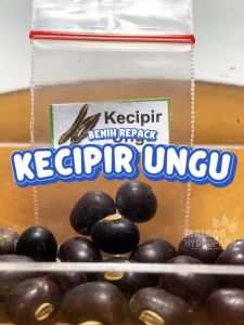 Benih Kecipir Ungu Unggulan Berkualitas: Solusi Tepat untuk Budidaya Sayuran Sayur Cipir Hydroponik Tanaman Pot