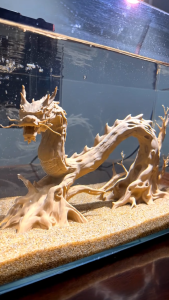 Mô Hình Rồng Thân Cây Decor Bể Cá – Tượng Rồng Trang Trí Thủy Sinh Nghệ Thuật Tạo Cảnh Quan Độc Đáo Cho Hồ Cá