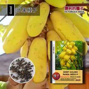 1 Pak (30 Butir) Benih Pepaya Kuning Golden Sweet F1 Original import / Bibit pepaya kuning Asli