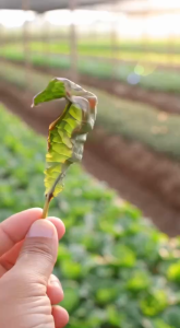 เฟอร์ติเกต 25-7-7 ขนาด 1 ลิตร สูตรเข้มข้น เร่งต้น เร่งใบ เร่งราก ปุ๋ยเคมีเหลวแขวนลอย พืชดูดซึมดีกว่า ใช้ฉีดหรือน้ำหยด ในพืชทุกชนิด npkplant