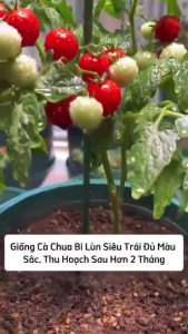 Hạt giống cà chua bi lùn đỏ siêu trái-gói 20 hạt