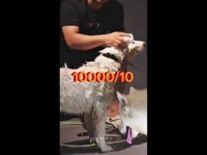 FIIO FASHION BUY 1 TAKE 2 Herbal Pet Soap Safety For Dogs & Cats 100% Natural Handmade Health Soap\\n\\n Introduction to FIIO FASHION Herbal Pet Soap\\n\\nAs a pet owner, it is crucial to prioritize the safety and health of our beloved pets. One way to achieve this is by using safe and natural products for their grooming and care. FIIO FASHION Herbal Pet Soap is a top choice for pet owners looking for a 100% natural handmade soap that promotes healthy skin and coat while keeping their pets safe from harmful chemicals.\\n\\n What Makes FIIO FASHION Pet Soap Unique?\\n\\nFIIO FASHION Herbal Pet Soap stands out due to its unique blend of natural ingredients that are carefully selected to ensure maximum benefits for your pet's skin and coat. The soap is made with love and care, using only the finest herbs and essential oils, making it a perfect choice for dogs and cats of all breeds and sizes.\\n\\n Why Choose Natural Handmade Pet Soap?\\n\\nNatural handmade pet soaps like FIIO FASHION offer numerous advantages over commercial pet care products. These include:\\n\\n- No harsh chemicals or synthetic fragrances\\n- Gentle on sensitive skin\\n- Biodegradable and eco-friendly\\n- Customizable ingredients for specific needs\\n\\n Key Benefits of Using FIIO FASHION Herbal Pet Soap\\n\\n Safety for Pets: No Harmful Chemicals\\n\\nOne of the most significant benefits of using FIIO FASHION Herbal Pet Soap is its safety for pets. Unlike many commercial pet care products that contain harsh chemicals and synthetic fragrances, FIIO FASHION uses only natural ingredients that are gentle on your pet's skin and coat. This makes it an ideal choice for pets with sensitive skin or allergies.\\n\\n Health Benefits: Promoting Healthy Skin & Coat\\n\\nFIIO FASHION Herbal Pet Soap is not only safe for pets but also offers numerous health benefits. The soap's unique blend of herbs and essential oils helps promote healthy skin and coat, leaving your pet feeling fresh and smelling great. Regular use of FIIO FASHION can help improve your pet's overall well-being and reduce the risk of skin issues such as irritation, itching, and dandruff.\\n\\n How to Use FIIO FASHION Herbal Pet Soap\\n\\nUsing FIIO FASHION Herbal Pet Soap is easy and straightforward. Simply wet your pet's fur, apply the soap, and massage gently. Rinse thoroughly with water and pat dry. For best results, use the soap once a week or as needed.\\n\\n Comparison with Other Pet Care Products\\n\\n Why FIIO FASHION Pet Soap Stands Out\\n\\nWhile there are many pet care products available in the market, FIIO FASHION Herbal Pet Soap stands out due to its unique blend of natural ingredients and commitment to safety and health. Unlike commercial pet care products that may contain harsh chemicals and synthetic fragrances, FIIO FASHION uses only natural ingredients that are gentle on your pet's skin and coat.\\n\\n Long-Term Benefits for Your Pet\\n\\nRegular use of FIIO FASHION Herbal Pet Soap can provide long-term benefits for your pet's skin and coat health. The soap's unique blend of herbs and essential oils helps promote healthy skin and coat, reducing the risk of skin issues such as irritation, itching, and dandruff. By using FIIO FASHION, you can help ensure your pet stays healthy and happy for years to come.\\n\\n Where to Buy FIIO FASHION Herbal Pet Soap\\n\\nFIIO FASHION Herbal Pet Soap is available for purchase online through our website. To take advantage of the Buy 1 Take 2 offer, simply visit our website and add the soap to your cart. Once you've completed your purchase, you'll receive two additional soaps at no extra cost.\\n\\n How to Take Advantage of the Buy 1 Take 2 Offer\\n\\nTo take advantage of the Buy 1 Take 2 offer, simply visit our website and add the FIIO FASHION Herbal Pet Soap to your cart. During checkout, you'll automatically receive two additional soaps at no extra cost. It's that easy!\\n\\n Customer Reviews & Testimonials\\n\\nDon't just take our word for it! Here's what some of our satisfied customers have to say about FIIO FASHION Herbal Pet Soap:\\n\\n- 'I love how gentle this soap is on my dog's sensitive skin. It leaves her coat soft and shiny.' - Sarah, dog owner\\n\\n- 'My cat loves the smell of this soap! It's gentle and effective, and I love that it's made with natural ingredients.' - Emily, cat owner\\n\\n- 'The Buy 1 Take 2 offer was a great deal! I was able to stock up on this amazing soap for my pets.' - John, pet owner\\n\\nBy choosing FIIO FASHION Herbal Pet Soap, you're investing in the safety and health of your pets. Try it today and see the difference for yourself!'