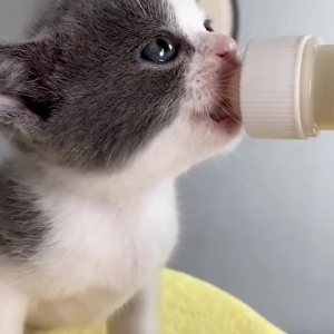 Goat milk powder 5g general milk powder for dog and cat kittens and puppies nutritional supplement