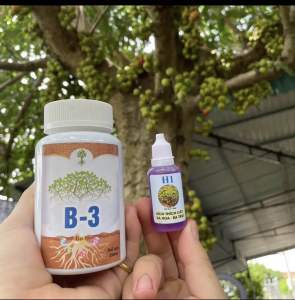 H1+B3 combo kích sung ra hoa và kích quả