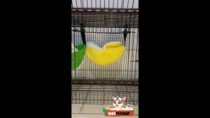 DJEVPETSHOP Sleeping Pouch Pisang Jumbo Besar Untuk Sugar Glider Tupai