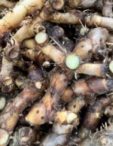 Củ các lòi Mía lòi cây dược liệu