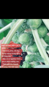 Hạt giống bắp cải tí hon xanh ( Gói 50 hạt)