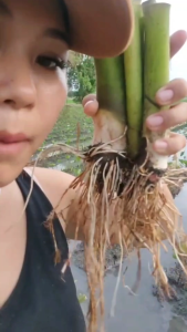 ต้นพันธุ์เผือกหอมพร้อมปลูก [ซื้อ10แถม3]  กล้าพันธุ์เผือกหอมบ้านหมอ จากสวนเกษตรออแกนิค บ้านหมอ สระบุรี  #ต้นพันธุ์ #เผือก #ต้นกล้าเผือกหอม