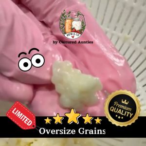 [KEFIRCO] Active Milk Kefir Grains (Large/Oversize - Tibetan)
