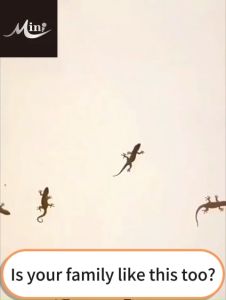 【100% lizard go away】MN  Lizard repellent gecko repellent Lizard killer New upgraded formula more effective 12 tablets  Lizard repellent pill 壁虎驱除剂 12pcs