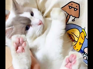 ปัตตาเลี่ยนไฟฟ้า ปัตตาเลี่ยนตัดขนอุ้งเท้าสัตว์เลี้ยง ซอกเท้า ขนรอบตา ขนหาง มีไฟ LED แบบชาร์จแบต