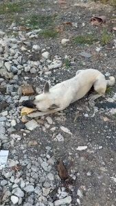 กระดูกผูกรองเท้าหนังวัว ขัดฟันสุนัข5 นิ้ว หนังวัวแท้ ป้องกันการแทะกัดของเล่น มีของพร้อมส่งค่ะ