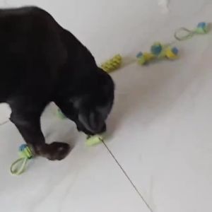 Dog Toys Dogs Chew Teeth Clean Toys Grinding Teeth Traning Fun Playing Cotton Rope Ball Puppy Toys